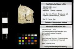 Foto (Objekt + Etiketten) von Cracensigillatus acutirostris (Moericke, 1889) 